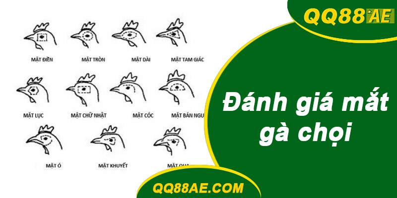 Đánh giá mắt, mỏ và lông vũ